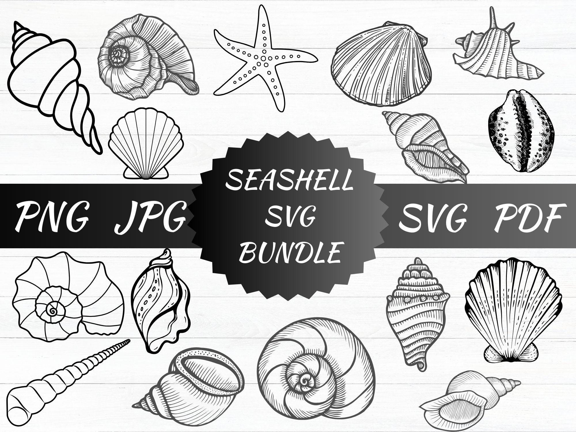 Seashell SVG Bundle, Beach Shells Clipart (digital Download) - Etsy