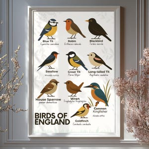Lámina artística de Aves de Inglaterra: póster de aves de jardín británicas, decoración de pared educativa sobre fauna silvestre, ilustración de la naturaleza para niños y adultos
