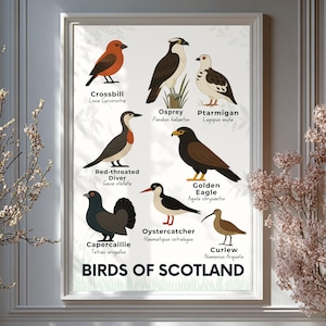 Lámina artística de Aves de Escocia: Póster de fauna escocesa, ilustración educativa de aves, decoración de pared para amantes de la naturaleza, tabla de especies de las Tierras Altas