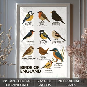Birds of England Digitaldruck - Lehrreiches UK Vogelposter, Britische Gartenvogelkarte, Sofortiger Download Naturwandkunst