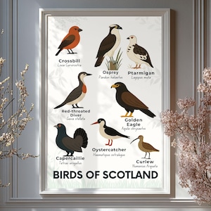 Scottish Birds Art Print: Educational Wildlife Illustration, Highlands Species