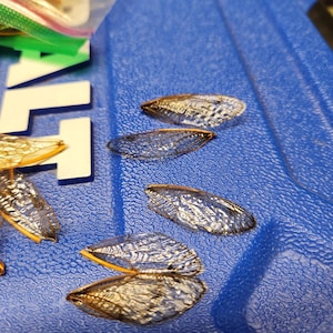 cicada wings
