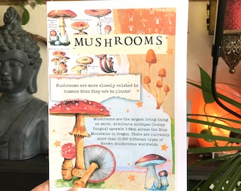 Mushroom zine, mushroom booklet, shrooms, learn about mushrooms