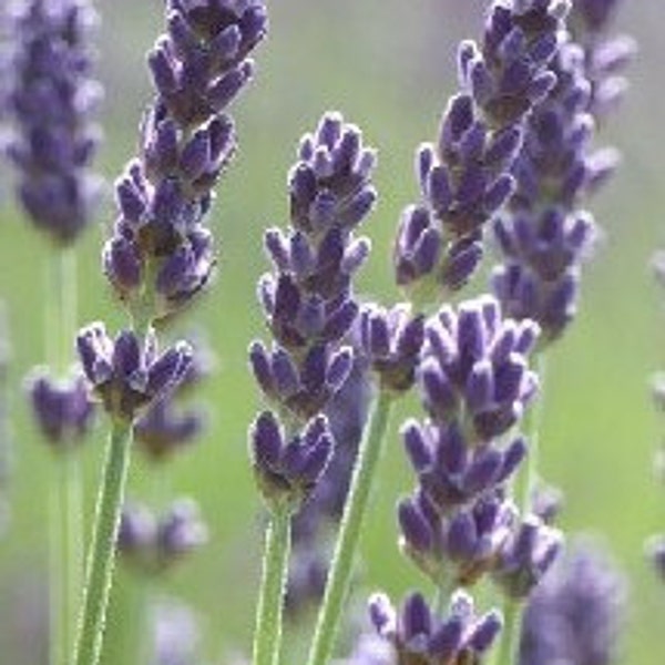 Lavender English Lavender 150 Seeds/250 mg