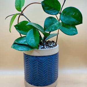 Hoya Carnosa ‘Freckled Splash’ – 4” Ceramic Pot