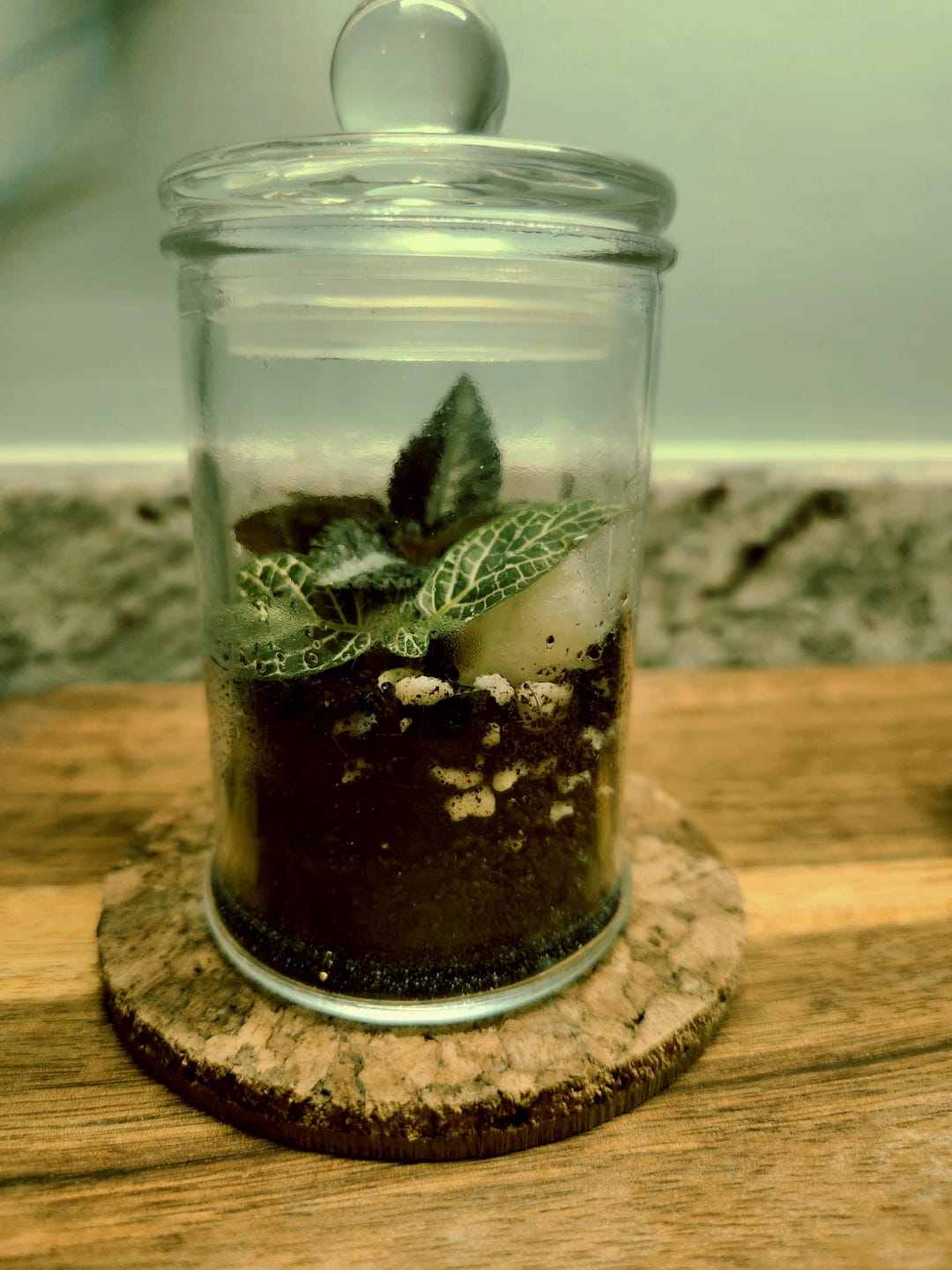 Bioactive Mini Terrarium - Etsy