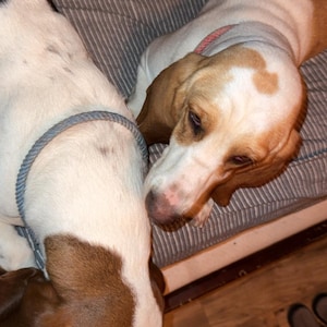 May include: Two dogs, one with a brown and white coat and the other with a white and brown coat, are lying down together. The dog on the left has a blue collar, and the dog on the right has a pink collar. They are resting on a striped cushion.