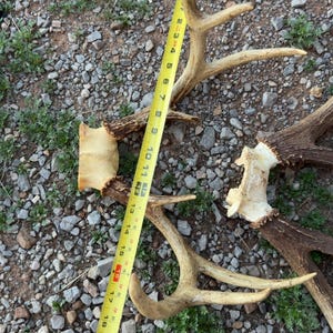 May include: A collection of deer antlers of varying sizes, with a yellow measuring tape showing lengths up to 23 inches. The antlers are light brown and beige, lying on a gravel surface with small patches of green vegetation.