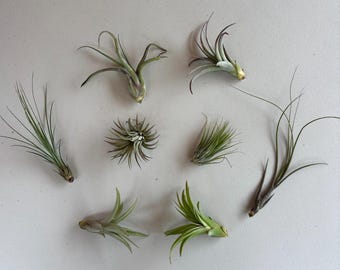Oceanside Air Plant Variety Mix - Rancho Del Oro Combo