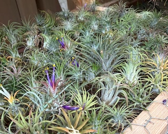 5 large Ionantha Air Plants w/ at least 1 blooming airplants bromeliads tillandsia