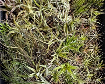 Wholesale Air Plant package