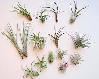 Oceanside Air Plant Variety Mix - The Strand Combo