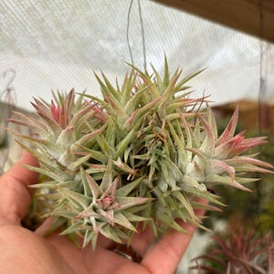 Large Air Plant Vanhyningii Clump airplant tillandsia bromeliad hanging