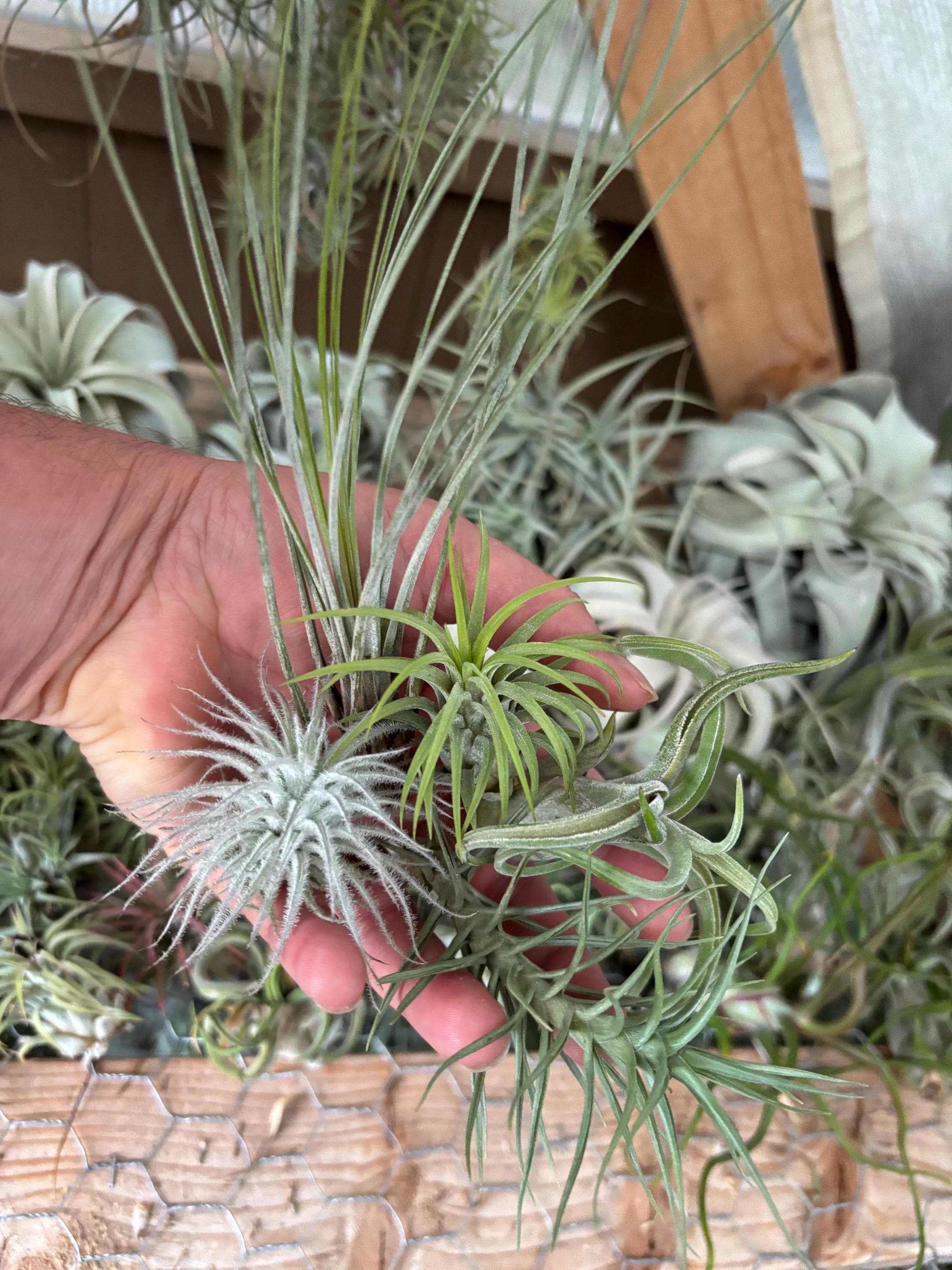 Oceanside Air Plant Variety Mix with Tectorum - South O Combo