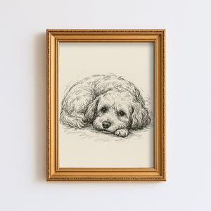 May include: A framed pen and ink drawing of a dog. The dog is lying down, with its head resting on its paws. The artwork is in a gold-coloured frame, set against a cream-coloured background.