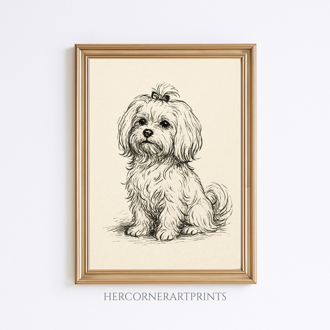 Vintage Maltese Dog Sketch Pencil Hand Drawing Pet Minimal Line Wall ...