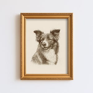 Vintage Collie Dog Sketch Drawing Pet Minimal Line Wall Art Illustration  Print Dog Lover Gift