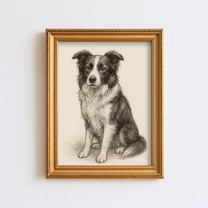 Vintage Border Collie Dog Sketch Drawing Pet Minimal Line Wall Art Illustration Antique Print Dog Lover Gift