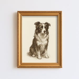 Vintage Border Collie Dog Sketch Drawing Pet Minimal Line Wall Art Illustration Antique Print Dog Lover Gift