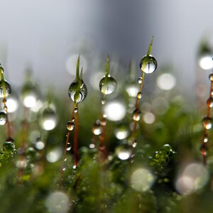 May include: Close-up of green moss with water droplets on the tips of the moss. The droplets reflect the light and create a shimmering effect.