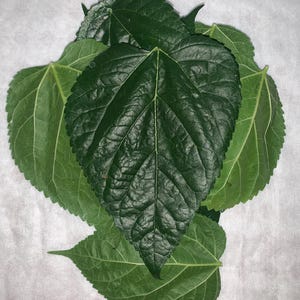 Fresh Organic Mulberry Leaves: Herbal Tea, Silkworm Food, Natural Remedies