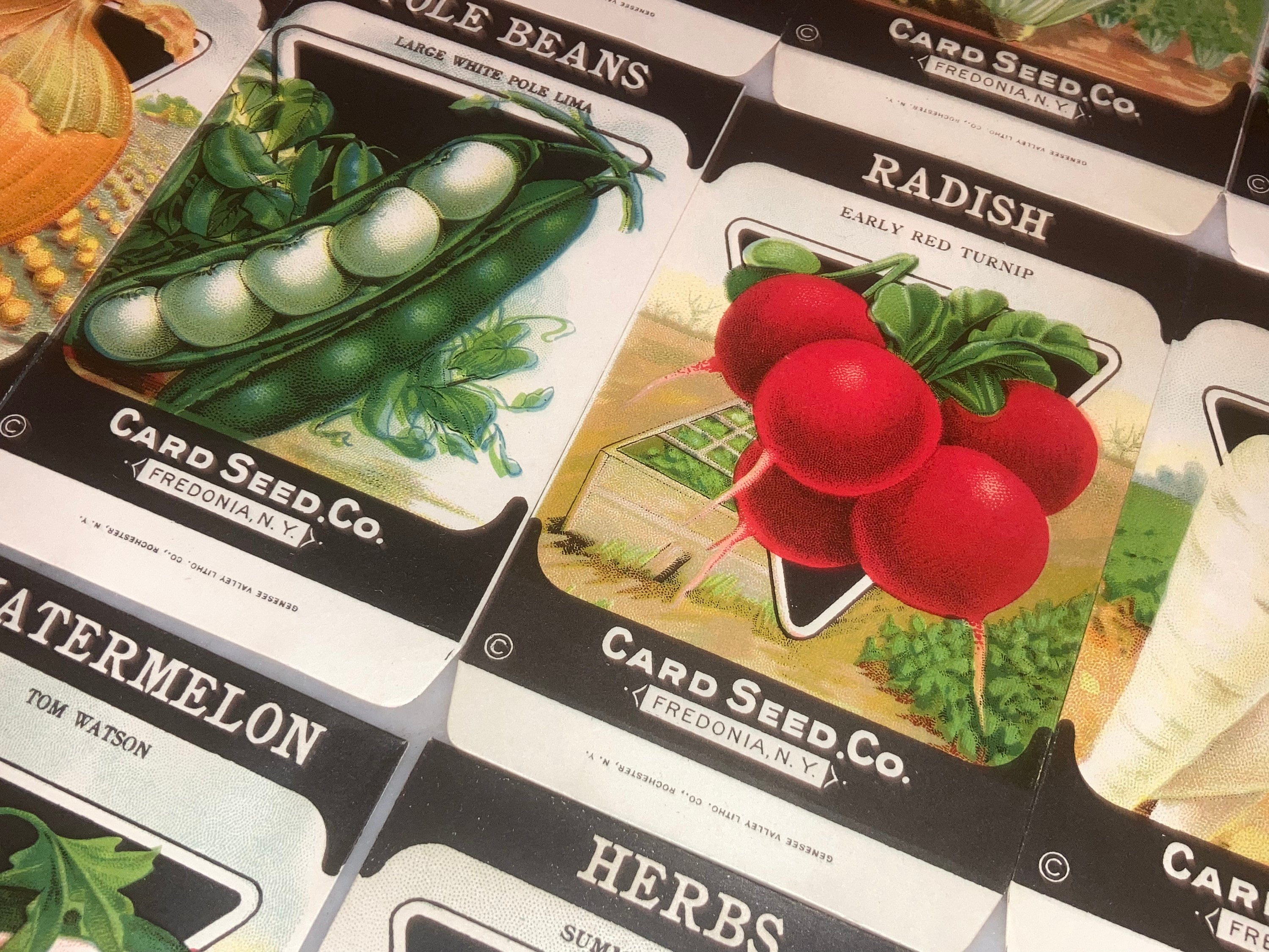 Food Garden - 20 Vegetable Seed Packets