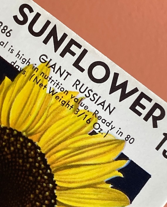 Sunflower ページ Garnet Star' Cutting Sunflowers – Renee's Garden