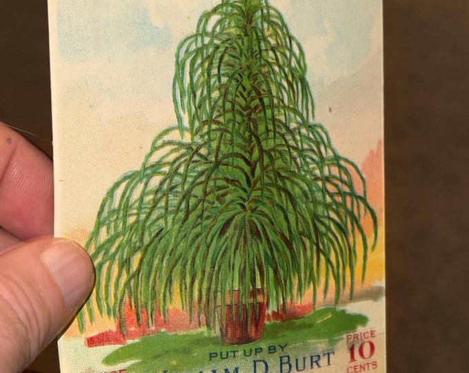 Vintage 1916 William D. Burt Seed Packet: Great Decorative Fountain Plant, New Old Stock