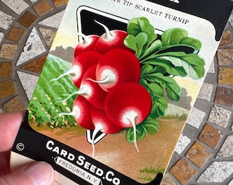 Vintage 1920s Card Seed Co. Red Radish Packet NOS Unused Scarce