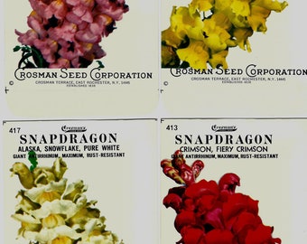 Group of 4 Vintage Snapdragon Seed Packets: Crosman Seed Co. East Rochester, NY; Never used old stock!