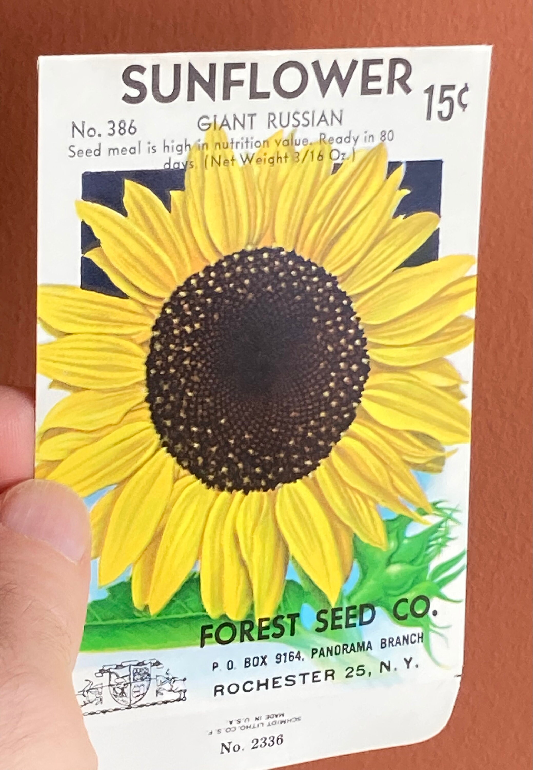 Sunflower ページ Sunflowers+with+envelope+no+wm