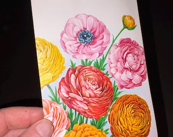 Vintage NOS 1950s Large Ranunculus Flower Seed Packet ; Old Stock