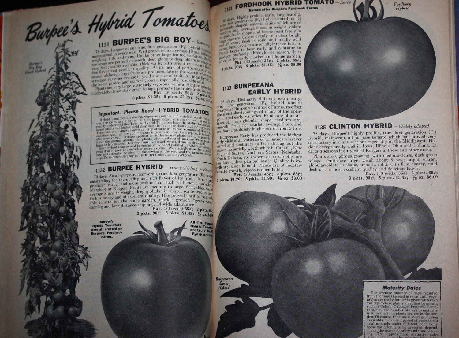 Original 1952 Burpee Seeds Catalog! 130 Pages, Fruit & Vegetables