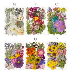 May include: Arrangement of dried flowers in rectangular shapes, labeled M, N, O, P, Q, and R. Each arrangement features a variety of colors, including white, yellow, purple, orange, and pink. The flowers are pressed and preserved, showcasing their natural beauty.