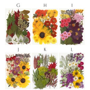 May include: A collection of pressed flowers and leaves, arranged in rectangular shapes. The arrangements feature a variety of colors, including yellow sunflowers, red and orange blooms, and green foliage. Ideal for crafting or decorative purposes.