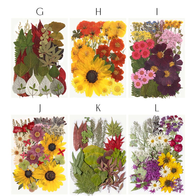 May include: A collection of pressed flowers and leaves, arranged in rectangular shapes. The arrangements feature a variety of colors, including yellow sunflowers, red and orange blooms, and green foliage. Ideal for crafting or decorative purposes.