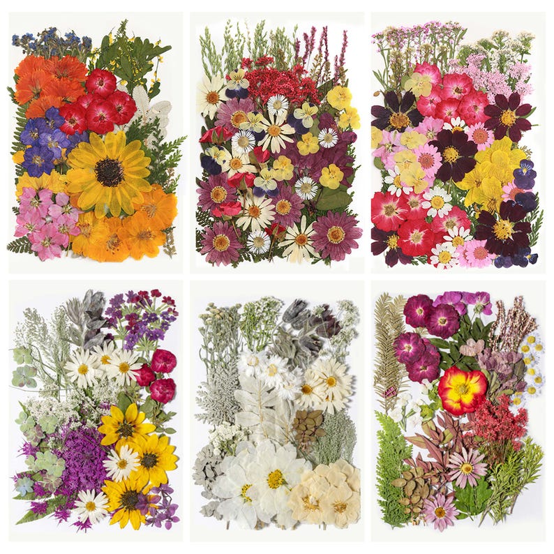 May include: Six rectangular arrangements of dried flowers in various colors. Each arrangement features a mix of blooms, including sunflowers, daisies, and other wildflowers. The color palette includes red, yellow, orange, purple, and white.
