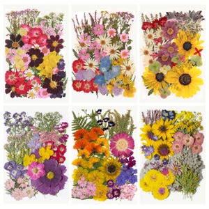 May include: Six rectangular arrangements of pressed flowers in various colors. Each arrangement features a mix of different flower types, including sunflowers, daisies, and cosmos. The color palette includes red, yellow, purple, and blue.