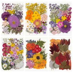 May include: Six rectangular arrangements of pressed flowers in various colors. Each arrangement features a different mix of blooms, including purple, yellow, orange, red, and white flowers, and fall leaves. The flowers are arranged on a white background.