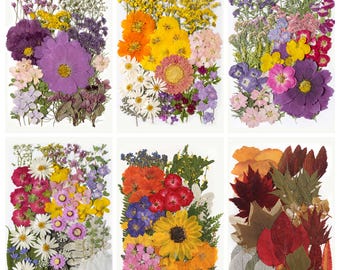 A Pack of 50-110 pcs Pressed Flowers, Mini Dried Pressed Flowers and Leaves for Resin, Wedding Card Making, Frame Decoration, Nail Art