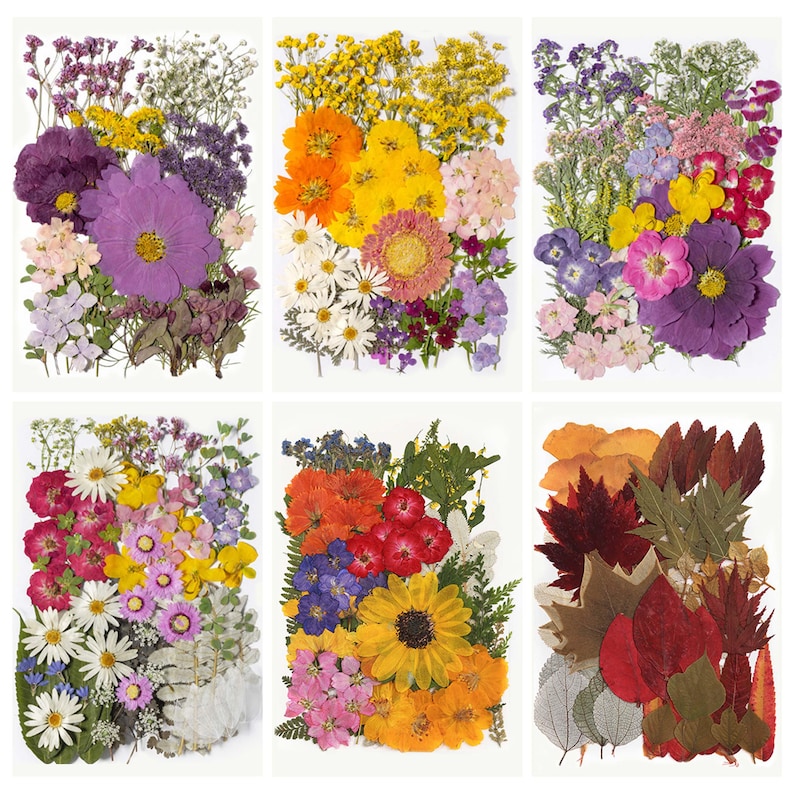 May include: Six rectangular arrangements of pressed flowers in various colors. Each arrangement features a different mix of blooms, including purple, yellow, orange, red, and white flowers, and fall leaves. The flowers are arranged on a white background.