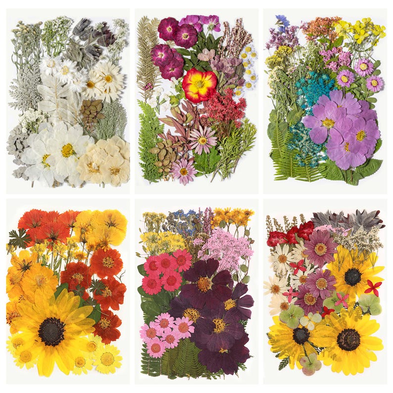 May include: Six rectangular arrangements of dried flowers in various colors. The arrangements include sunflowers, daisies, and other flowers in shades of yellow, orange, red, purple, pink, and white, with green foliage.