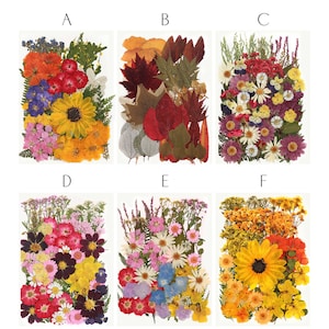 May include: A collection of six rectangular arrangements of dried flowers and leaves. Each arrangement features a variety of colors, including red, yellow, orange, purple, and green. The arrangements are displayed on a white background.