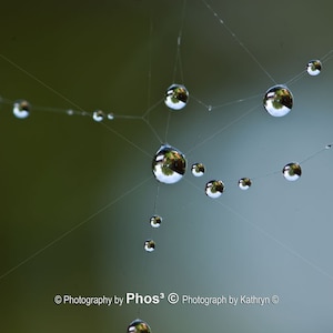 May include: A spider's web with numerous water droplets suspended from it. The droplets are reflecting the surrounding environment, creating a beautiful and intricate pattern.