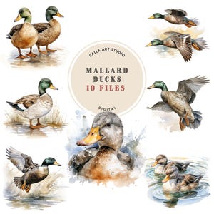 Mallard Ducks Clipart Bundle, Watercolor Clipart, Wild Duck Images, DIY Crafts, Card Invitations, Nursery Decor, Bird Png for Scrapbooking