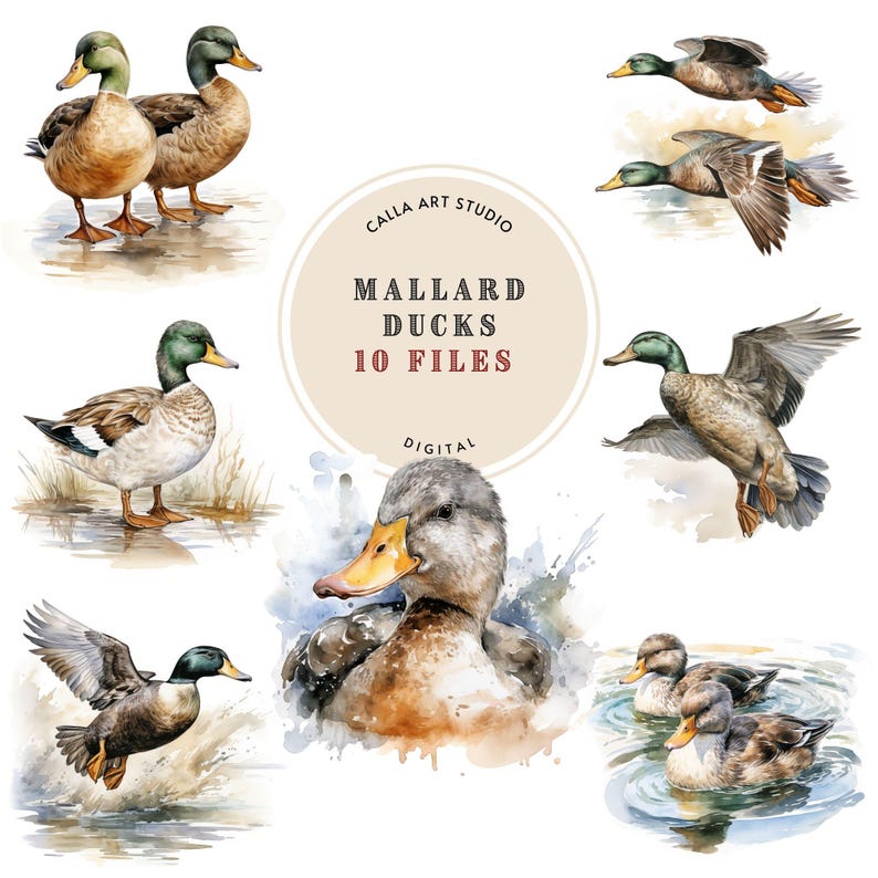Mallard Ducks Clipart Bundle, Watercolor Clipart, Wild Duck Images, DIY ...