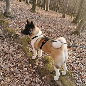 H-Style Dog Harness for Large Breeds | Heavy Duty No-Pull H Harness