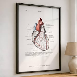 Lámina histórica alemana de vista frontal del corazón, póster de anatomía de 1896, atlas médico, ilustración científica, decoración para consultorio clínico.
