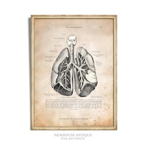 Può includere: Stampa anatomica vintage del sistema respiratorio umano, con un'illustrazione dettagliata dei polmoni, della trachea e dei bronchi. L'opera è in bianco e nero con testo tedesco ed è incorniciata. Stampato da Newhouse Antique Fine Art Prints.
