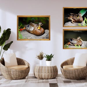 Duck Wall Art Set – Hawaiian Wildlife Photography – Printable Koloa Pond Bird Decor – Digital Download Nature Prints